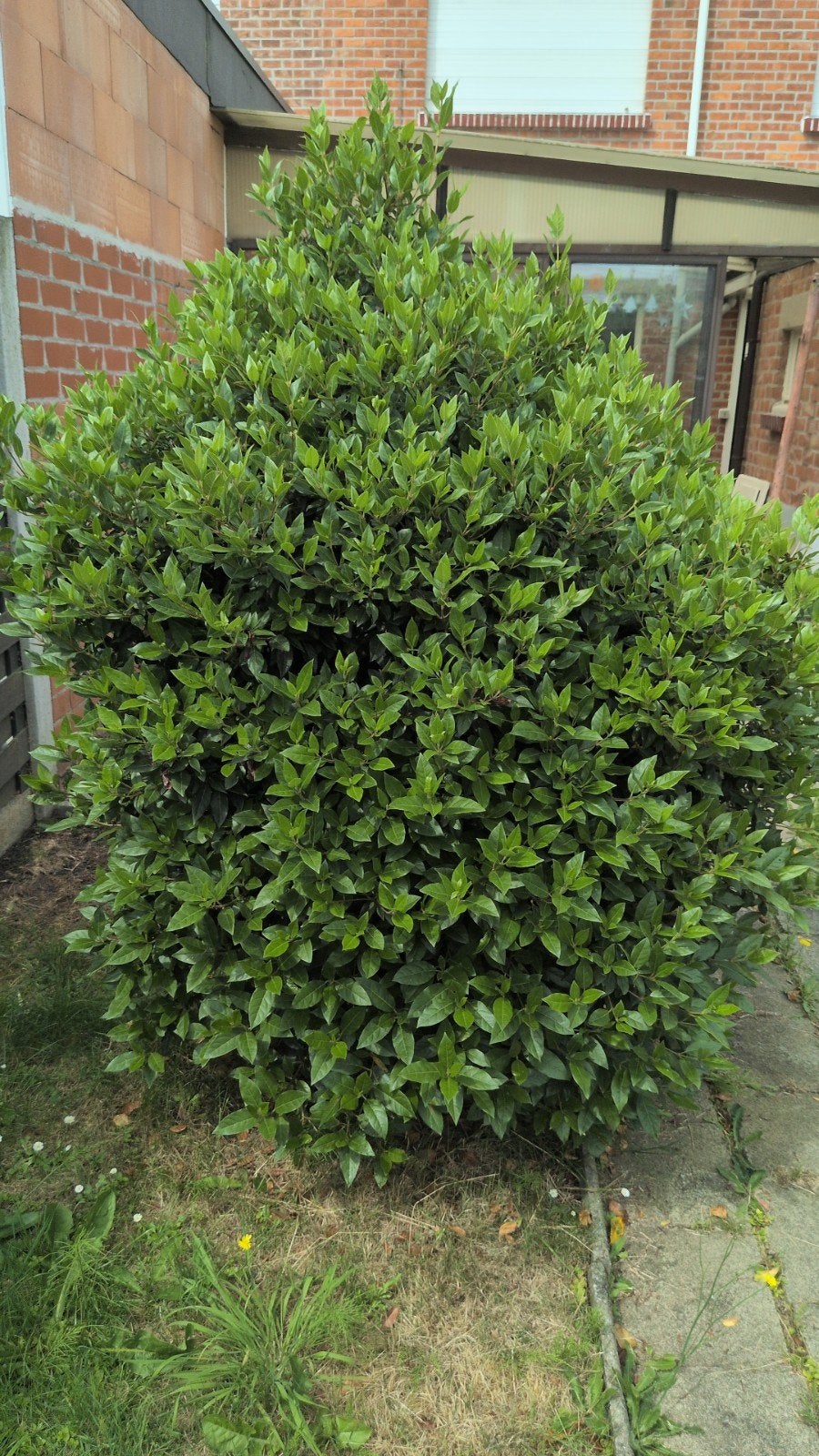2 struiken - Portugese laurier, Jardin & Terrasse, Plantes | Arbustes & Haies, Enlèvement, Laurier