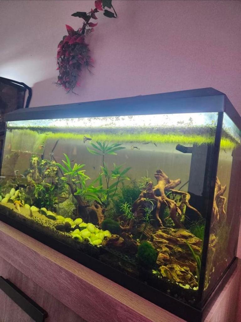 Volledige Juwel aquarium met alle toebehoren, Dieren en Toebehoren, Ophalen, Inclusief vissen, Zo goed als nieuw, Juwel