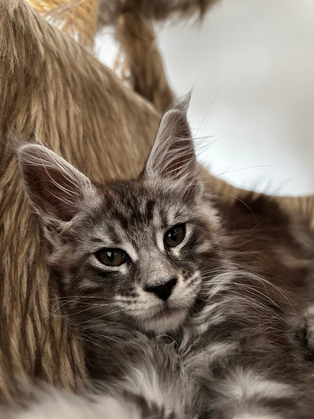 Maine Coon kittens beschikbaar voor reservatie!, Dieren en Toebehoren, Katten en Kittens | Raskatten | Langhaar, Kater, Gechipt