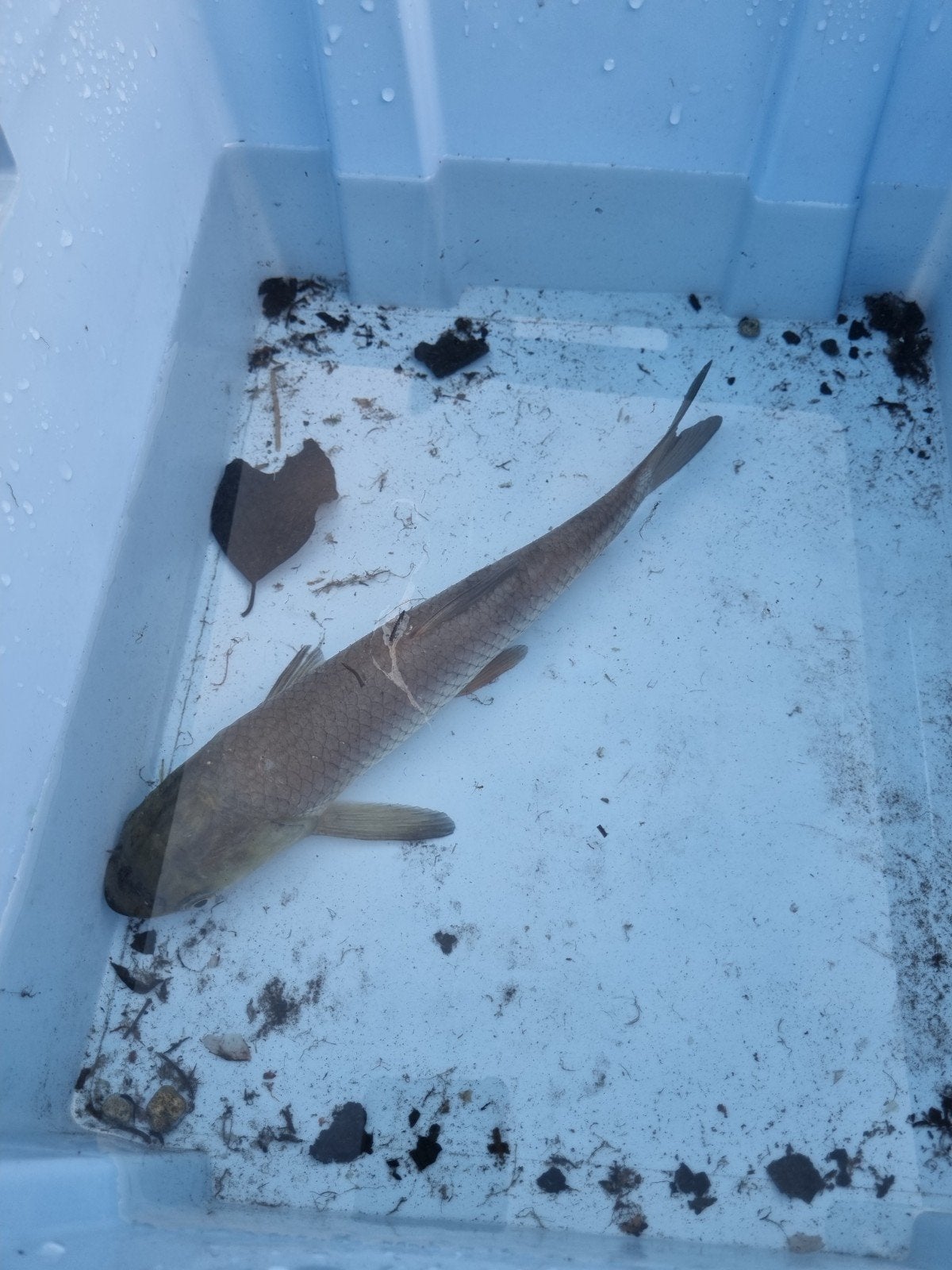 graskarper 20cm, Dieren en Toebehoren, Vissen | Vijvervissen