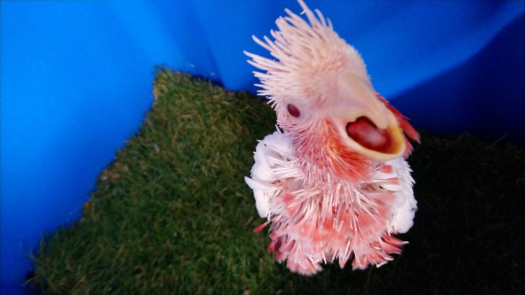 Rosé kaketoe lutino, Dieren en Toebehoren, Vogels | Parkieten en Papegaaien, Geringd