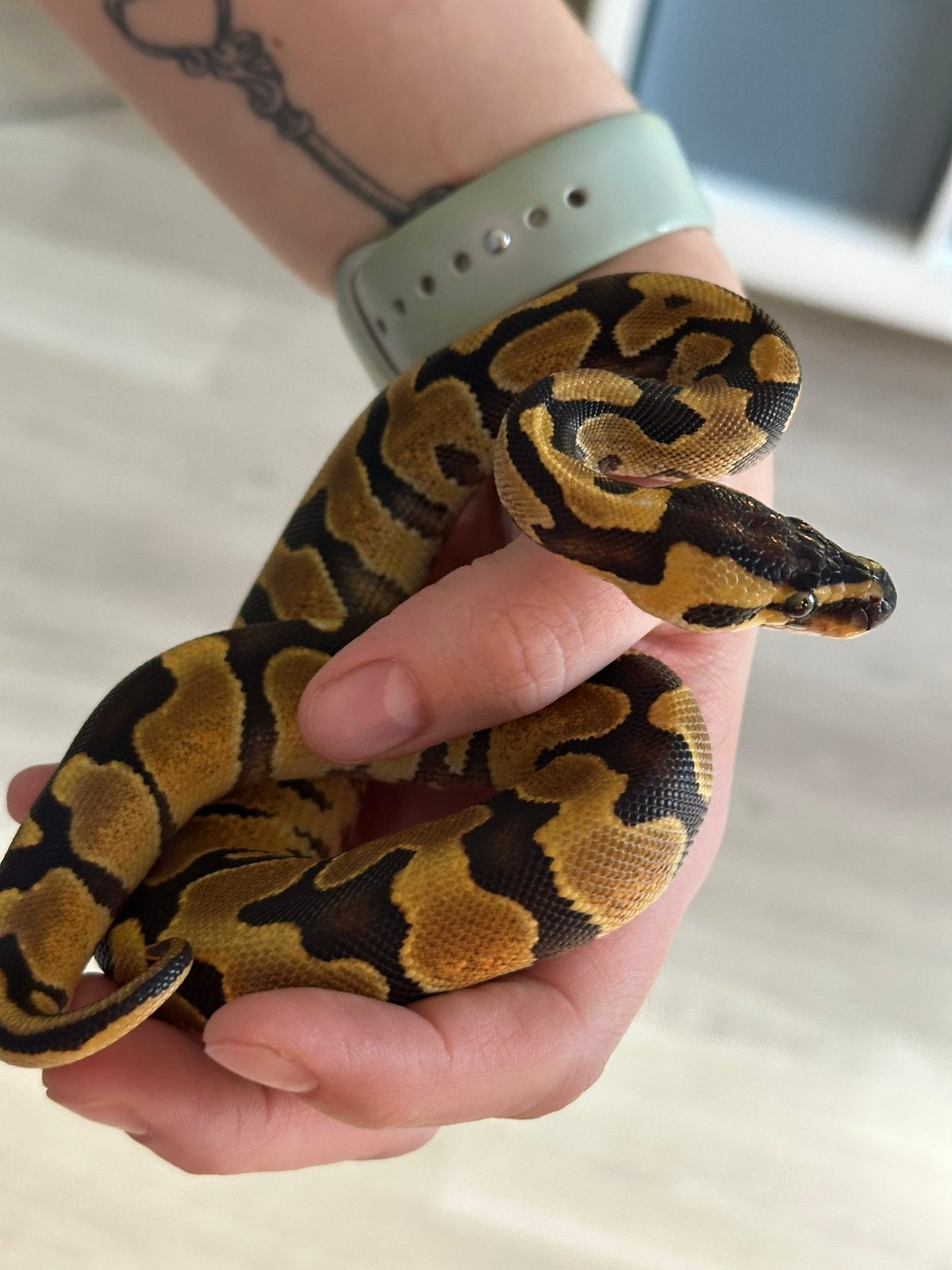 2 pythonslangen te koop, Dieren en Toebehoren, Reptielen en Amfibieën, Slang, Met terrarium, 0 tot 2 jaar