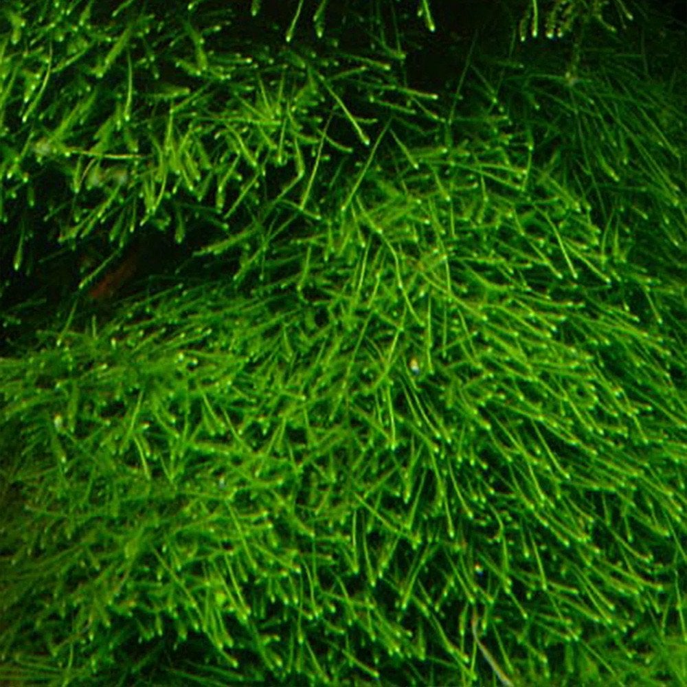 Javamos / Java moss / Taxiphyllum barbieri, Enlèvement, Neuf, Plante(s), Pierre ou Bois
