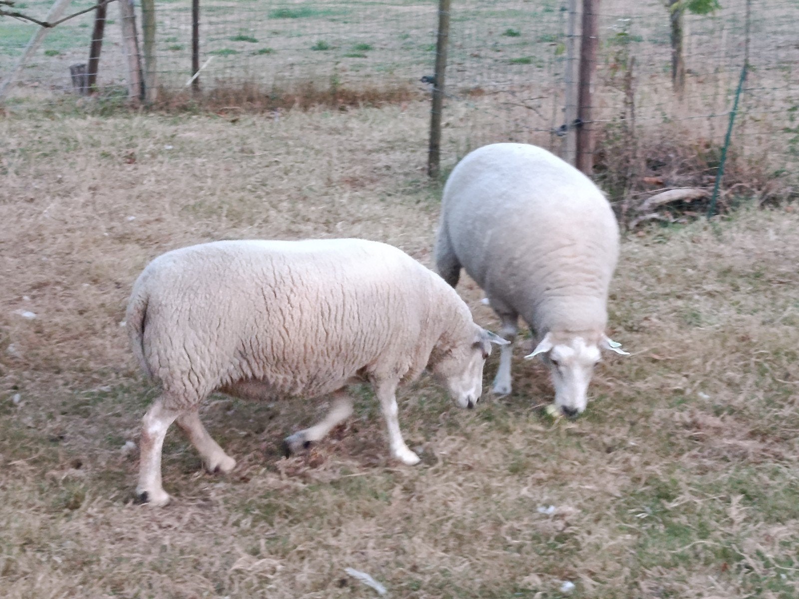 vier goed bevleesde texel ooien, Animaux & Accessoires, Moutons, Chèvres & Cochons