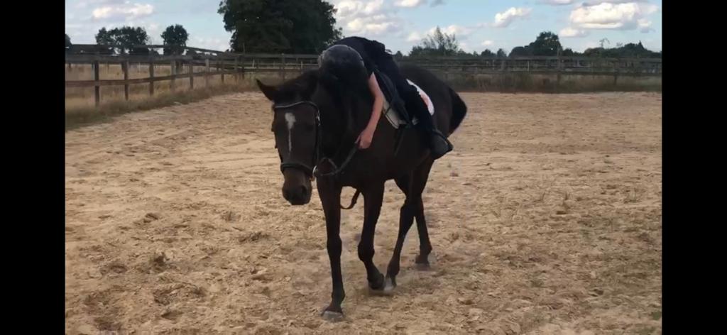 Lieve pony, Dieren en Toebehoren