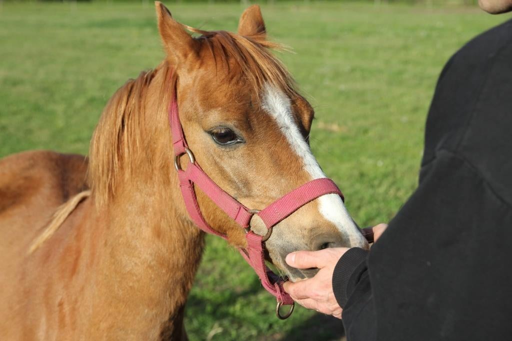Super brave kinderpony, Jument, B, Vermifugé, 3 à 6 ans