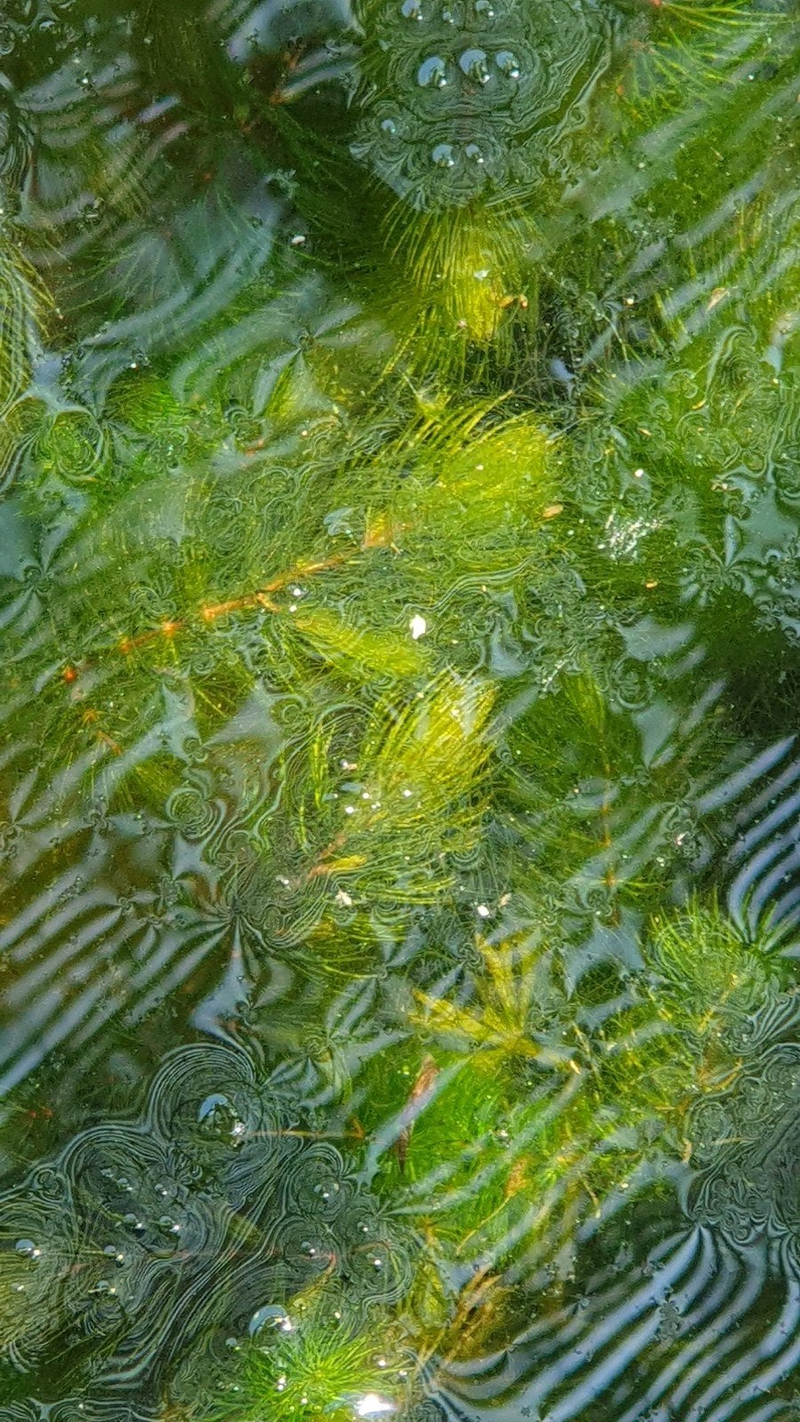 hoornblad, zuurstofplant, Enlèvement