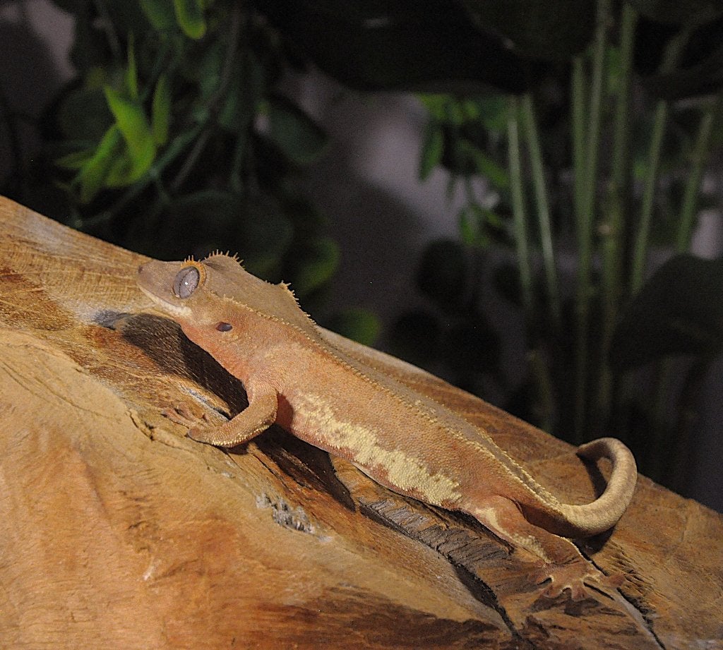 Wimpergekko 06, Animaux & Accessoires, Reptiles & Amphibiens, Autres espèces, 0 à 2 ans