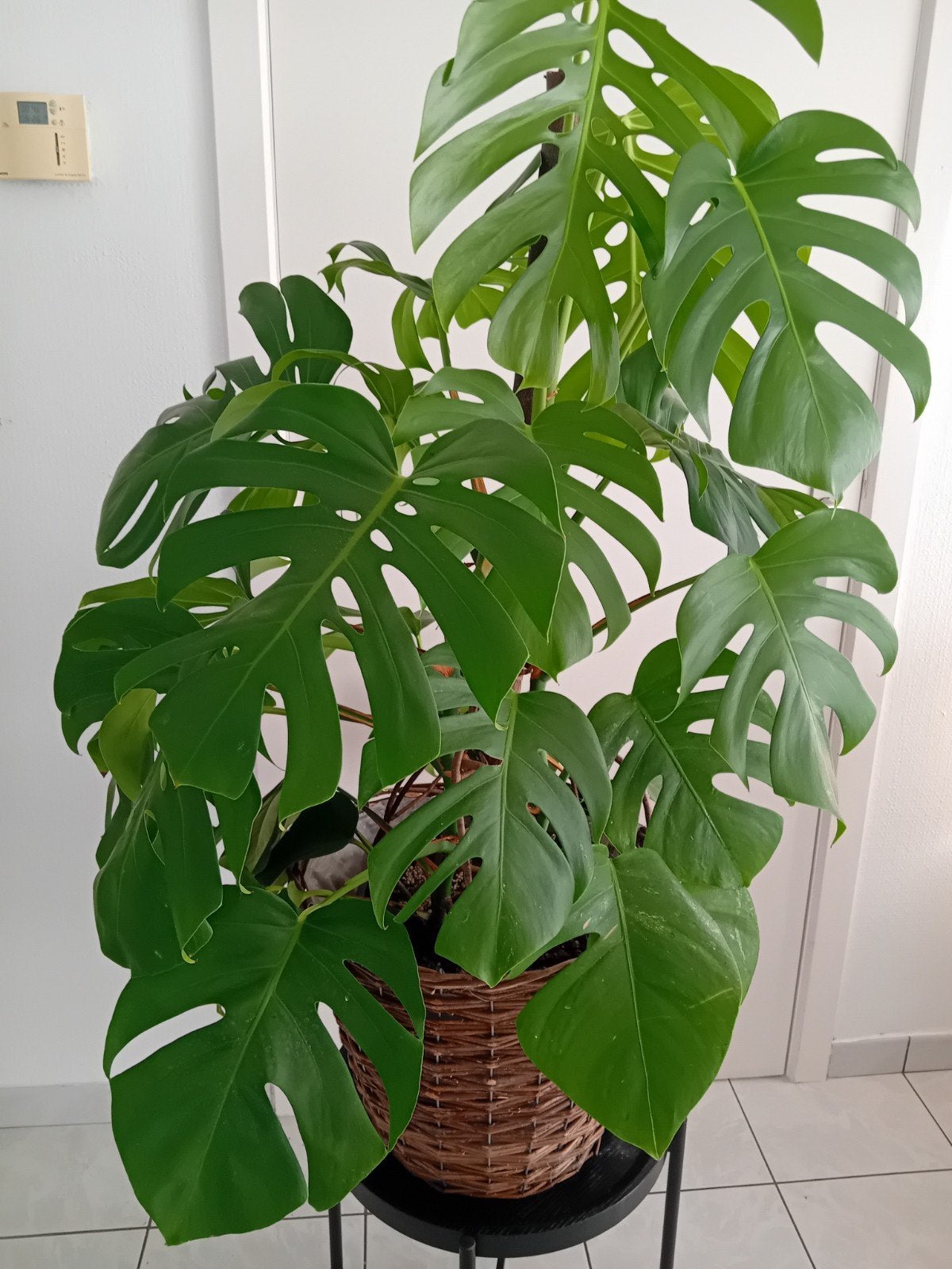 Monstera Albo Variegata, Enlèvement