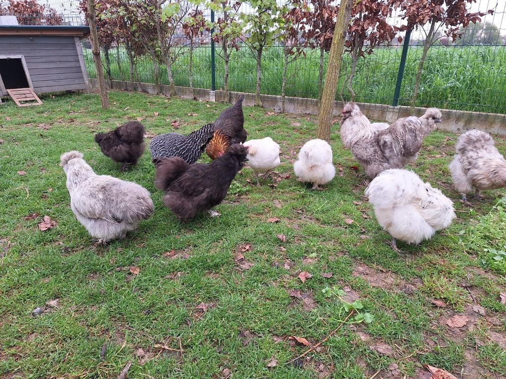 Zijdehoender hennen, Dieren en Toebehoren, Pluimvee