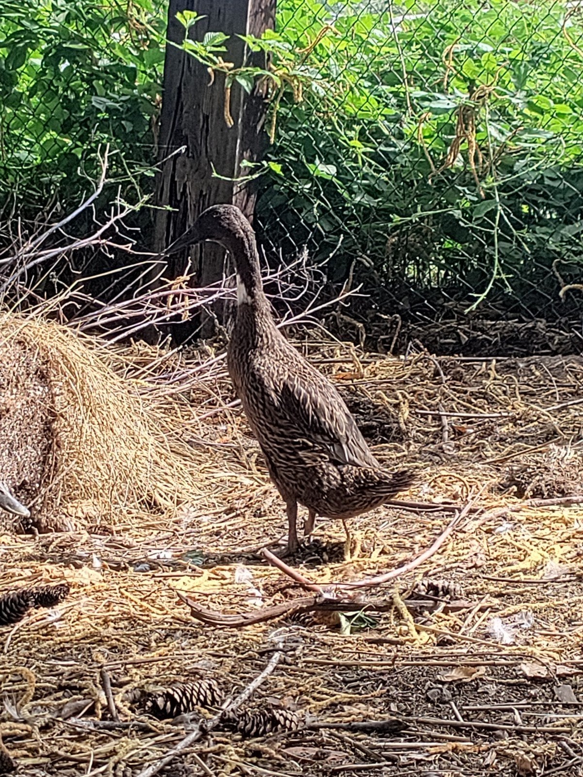 Loopeend, Dieren en Toebehoren, Pluimvee, Meerdere dieren, Eend