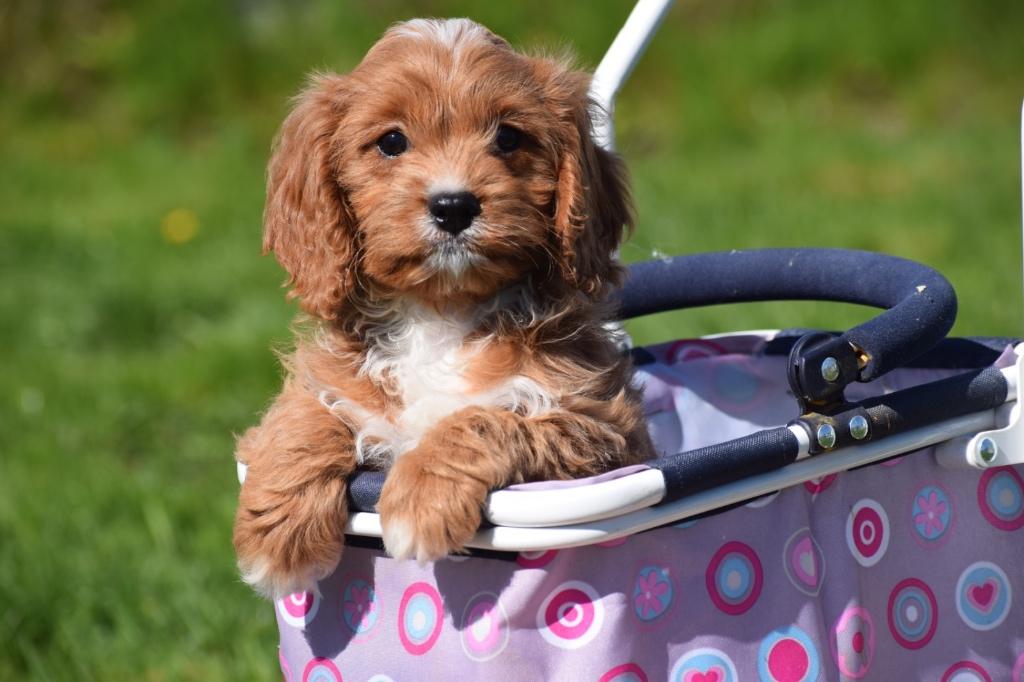 Chiots Cavapoo, 15 semaines à 1 an, Étranger, Hépatite contagieuse (maladie de Rubarth), Plusieurs animaux