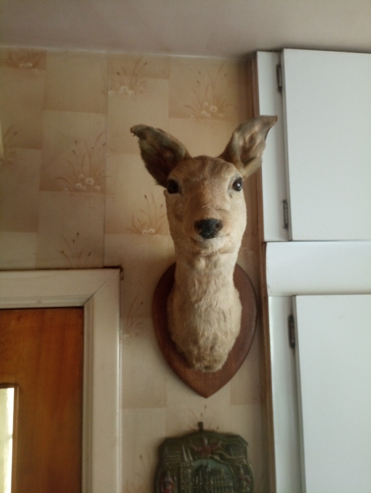 Hert / ree, Collections, Collections Animaux, Enlèvement, Cerf