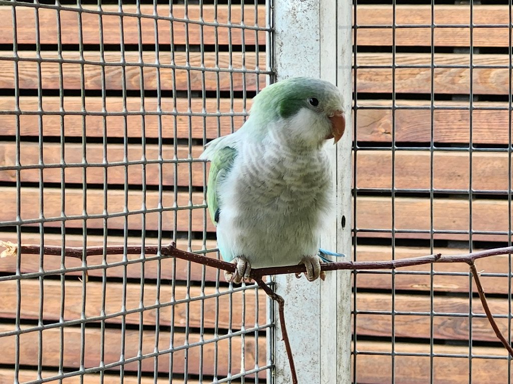 Conure souris, Dieren en Toebehoren, Vogels | Parkieten en Papegaaien, Vrouwelijk, Parkiet