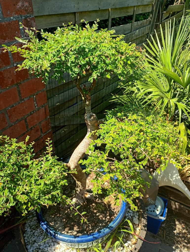Bonsai, Tuin en Terras, Planten | Bomen, Halfschaduw, Overige soorten, 100 tot 250 cm, Ophalen
