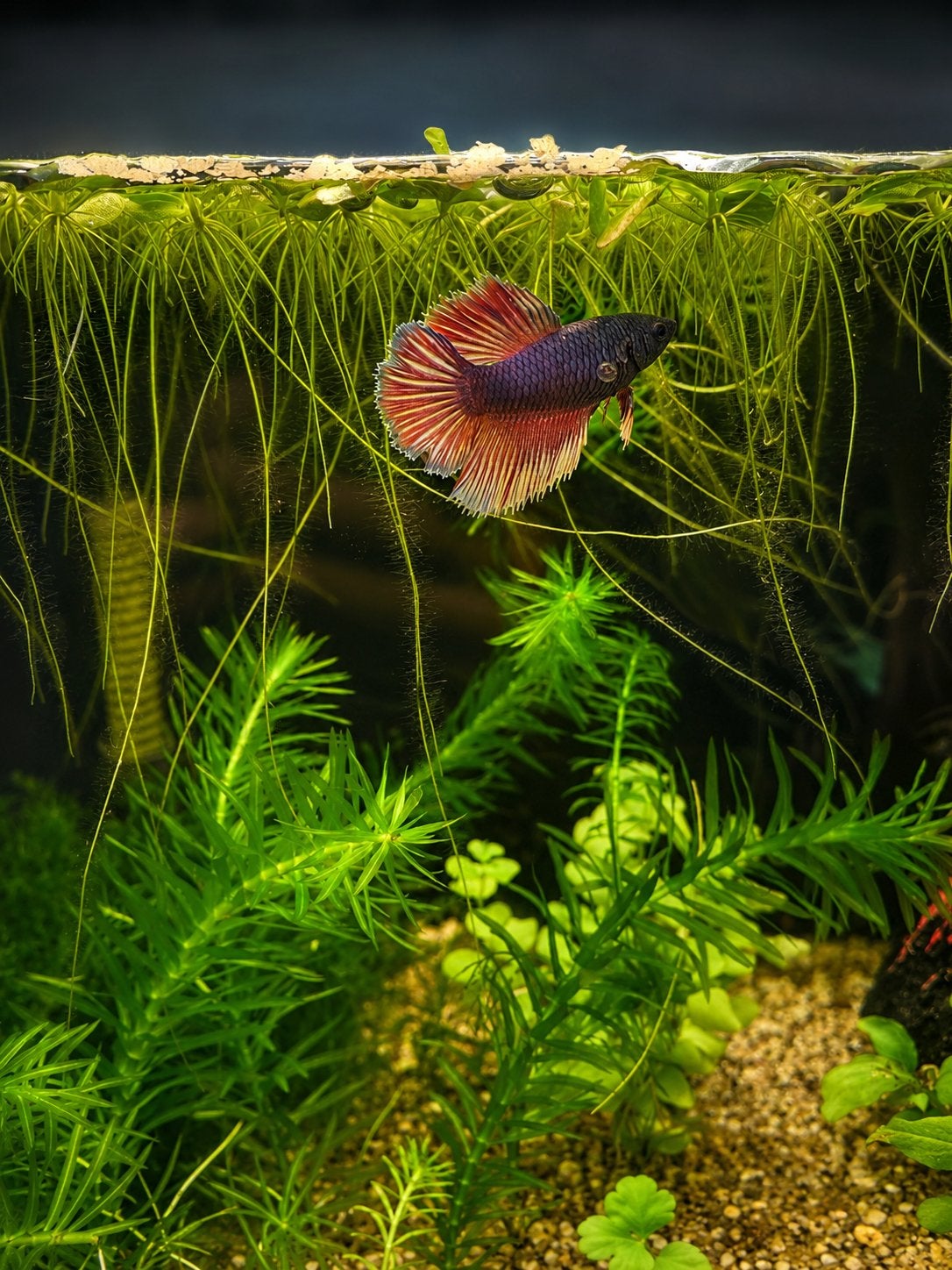 Belle femme Betta à vendre, Animaux & Accessoires, Poissons | Aquariums & Accessoires, Comme neuf, Enlèvement