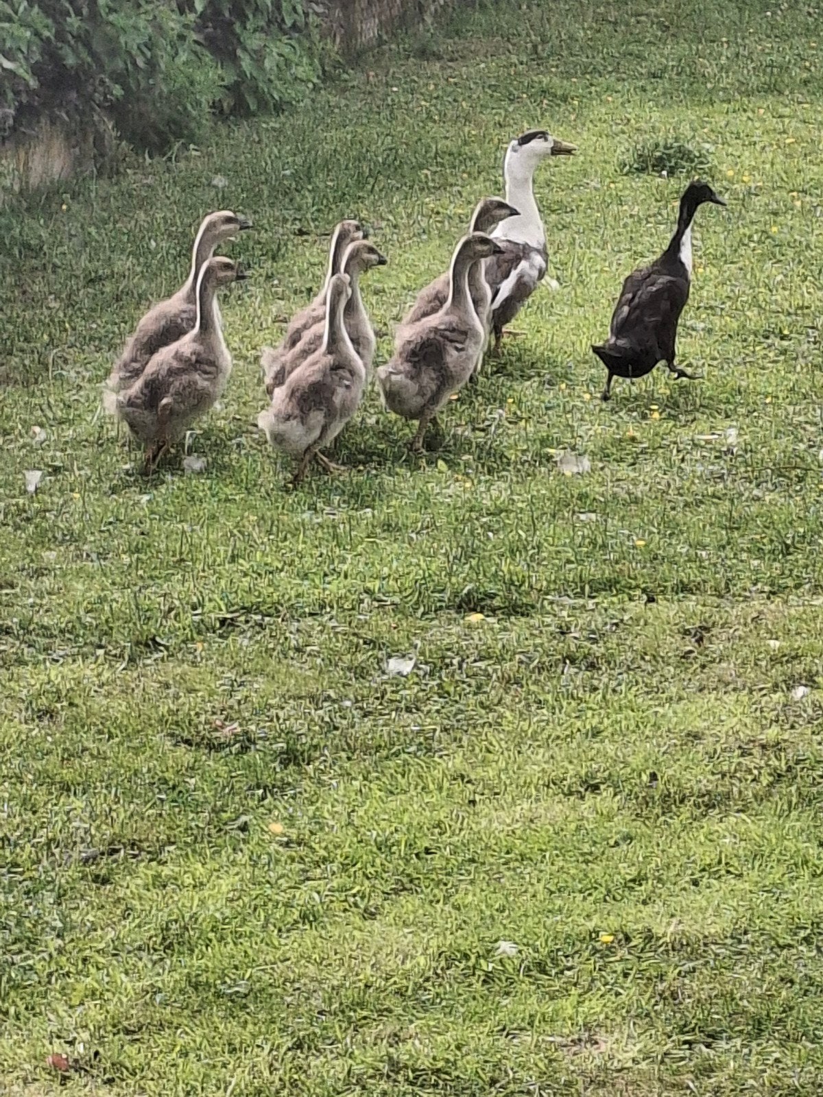 Ganzen, Animaux & Accessoires, Volatiles, Plusieurs animaux, Oie ou Cygne