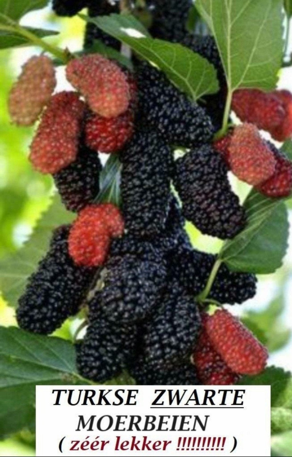 PLANTEN TURKSE MOERBEI KARADUT VOLGEND JAAR REEDS FRUIT 18€, Tuin en Terras, Volle zon, Vaste plant, Ophalen of Verzenden, Fruitplanten