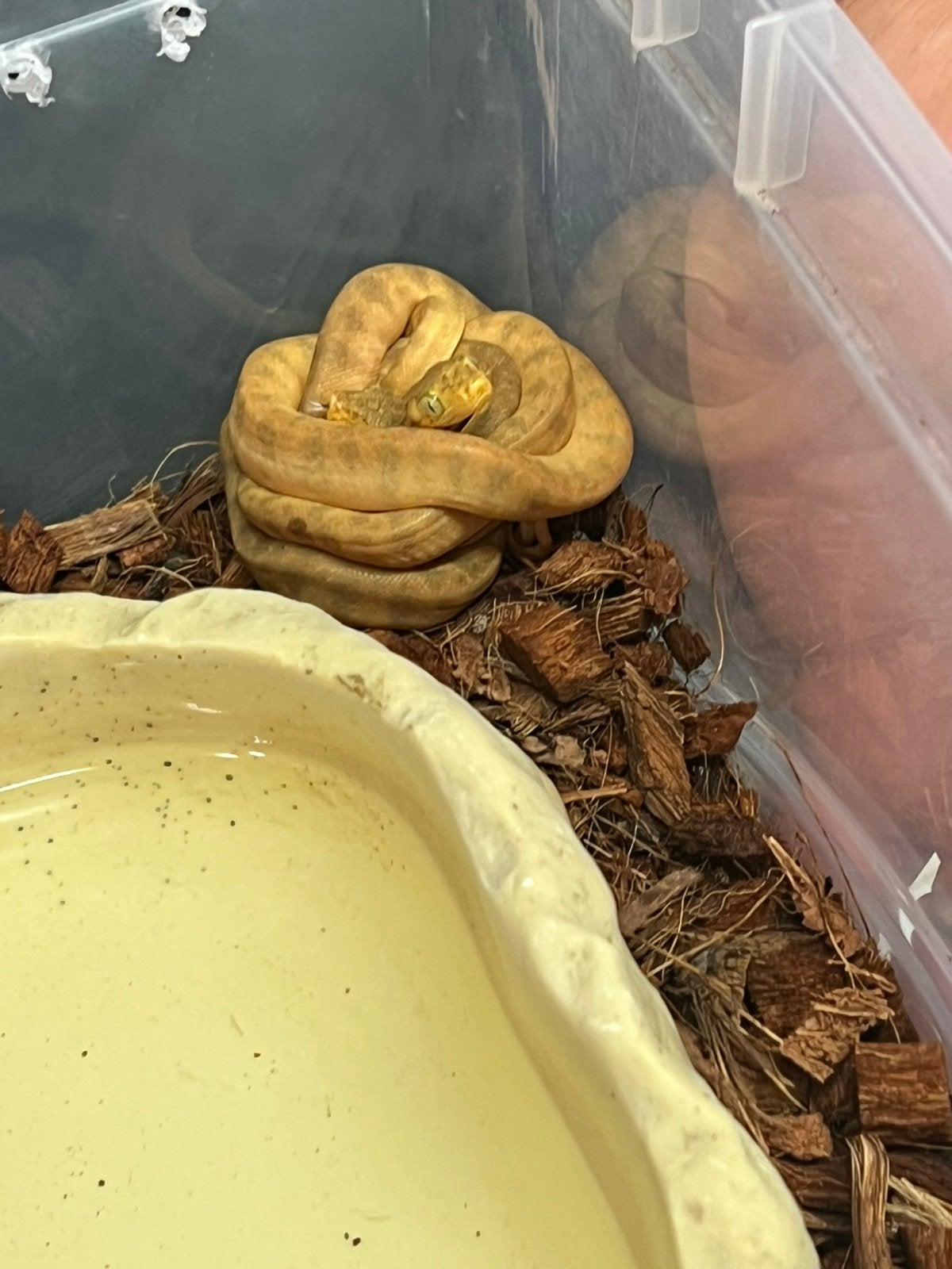 Corallus hortulanus cb26, Animaux & Accessoires, Reptiles & Amphibiens