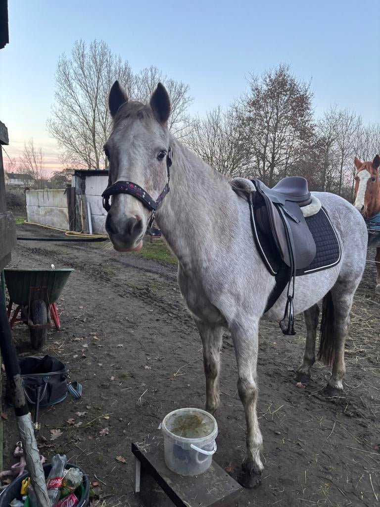 Superlieve verzorgpony aangeboden !, B, 11 ans ou plus, Poney de récréation, Poney D (1.37 m à 1.48m)