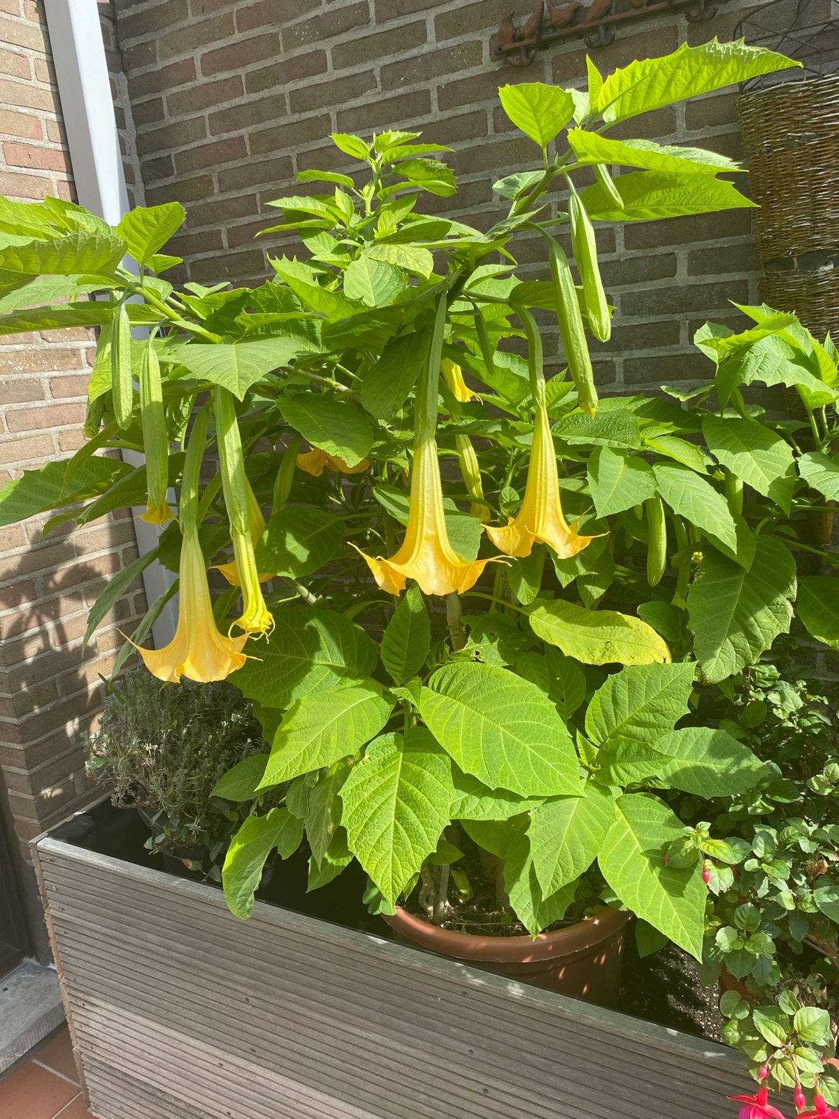 tuinplanten, Ophalen