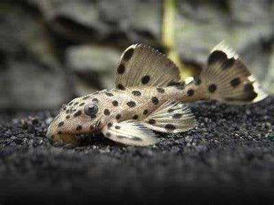 L264 Leporacanthicus Joselimai ﻿, Vis, Zoetwatervis