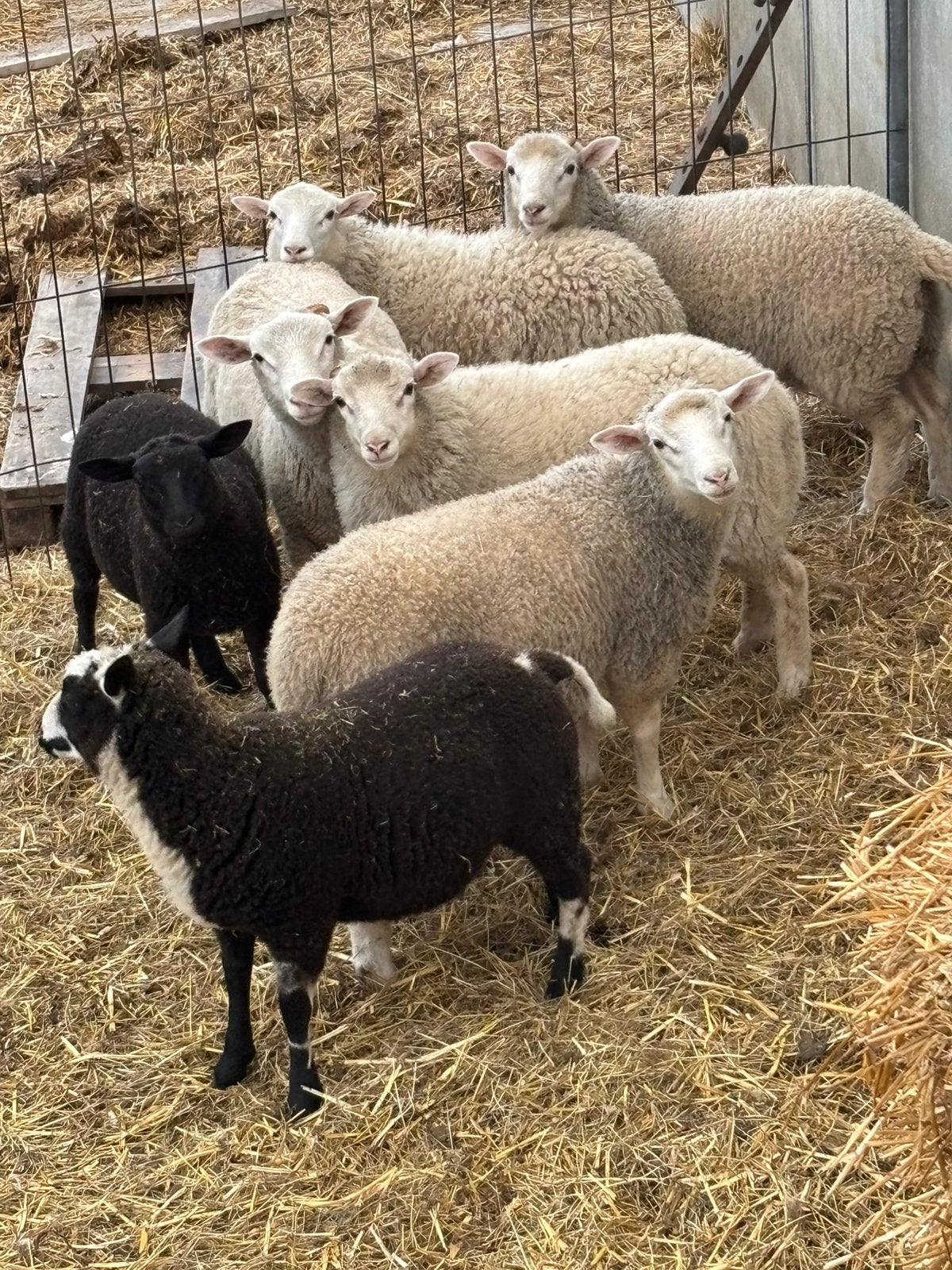 Ram lammeren, Dieren en Toebehoren