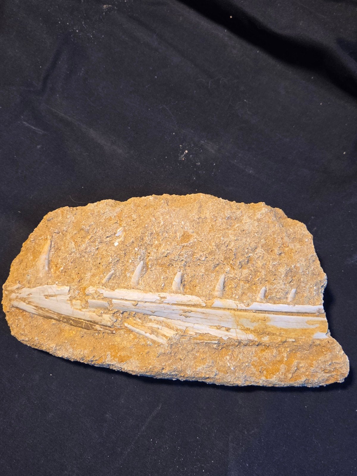 Originele enchodus onderkaak, Ophalen of Verzenden