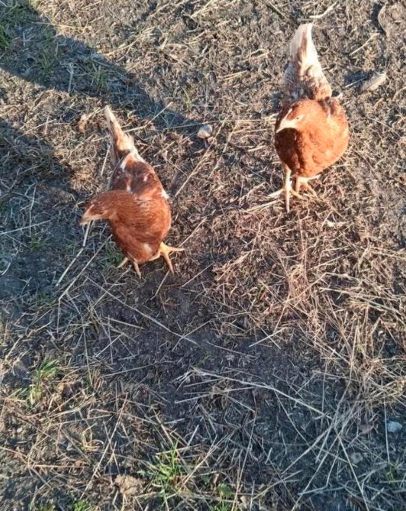 Jonge legkippen actie!!, Femelle, Poule ou poulet