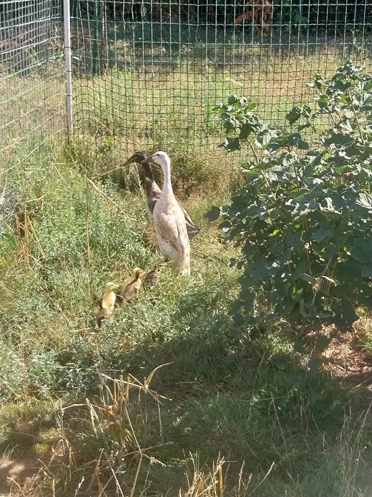 Loopeenden kuikens, Dieren en Toebehoren, Pluimvee, Geslacht onbekend, Eend