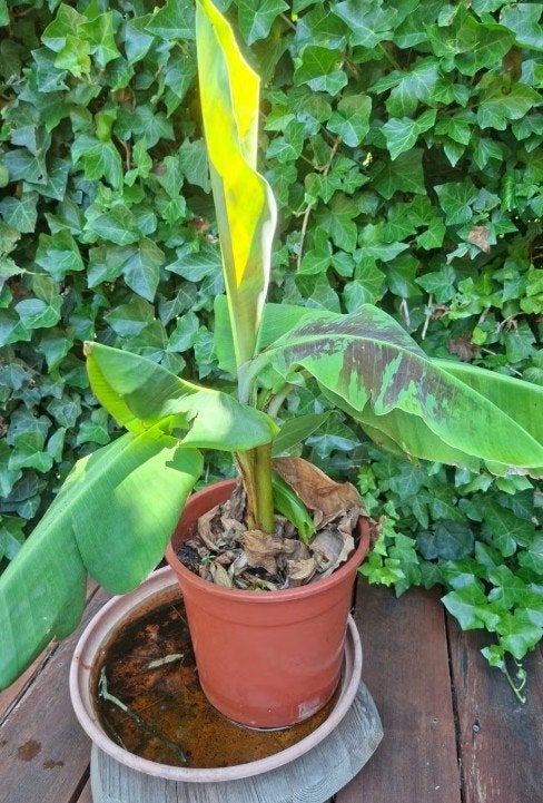 Bananenplant binnen, Ophalen