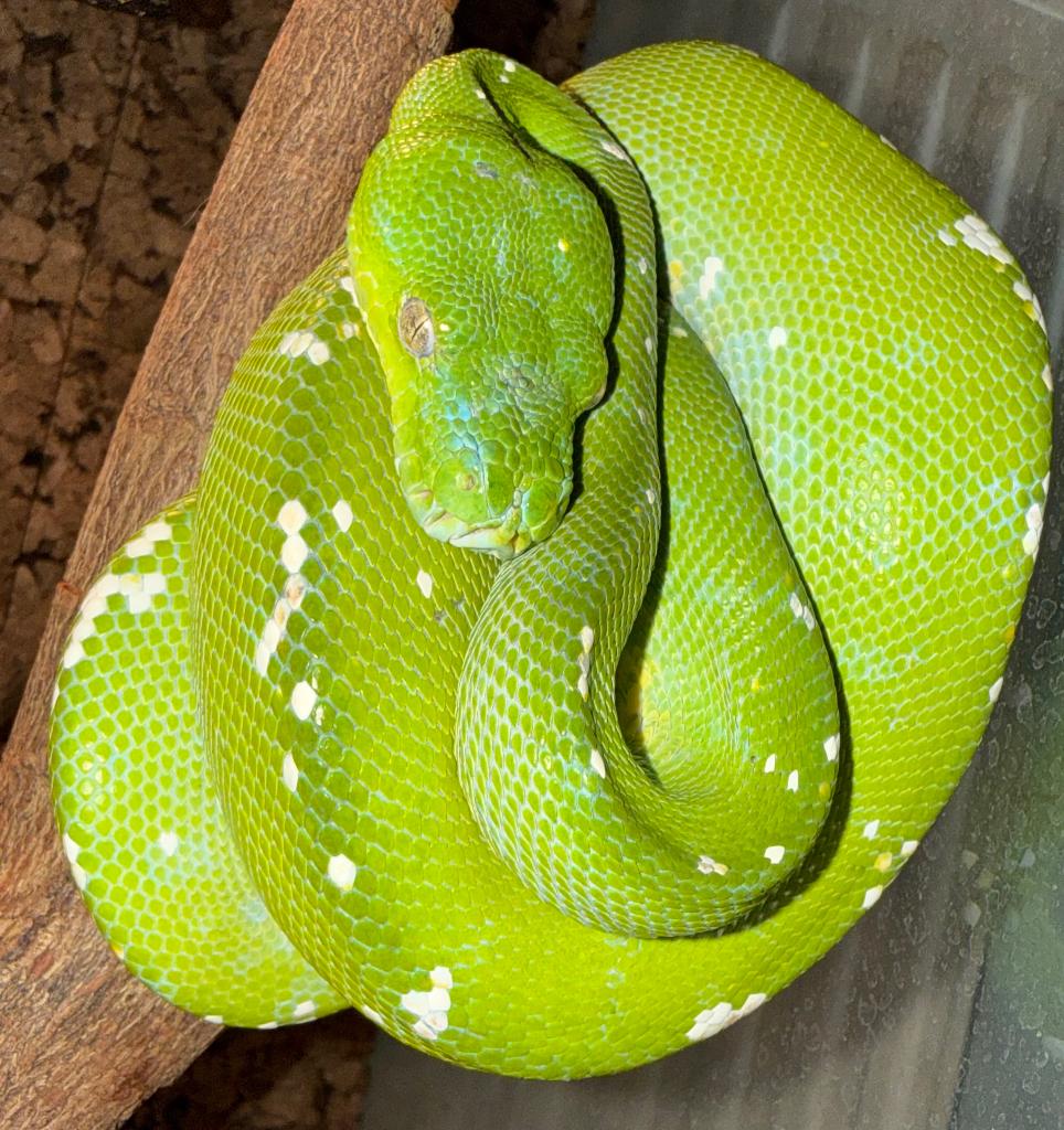 1.0 Morelia viridis 2020, Serpent, Avec terrarium, 3 à 6 ans