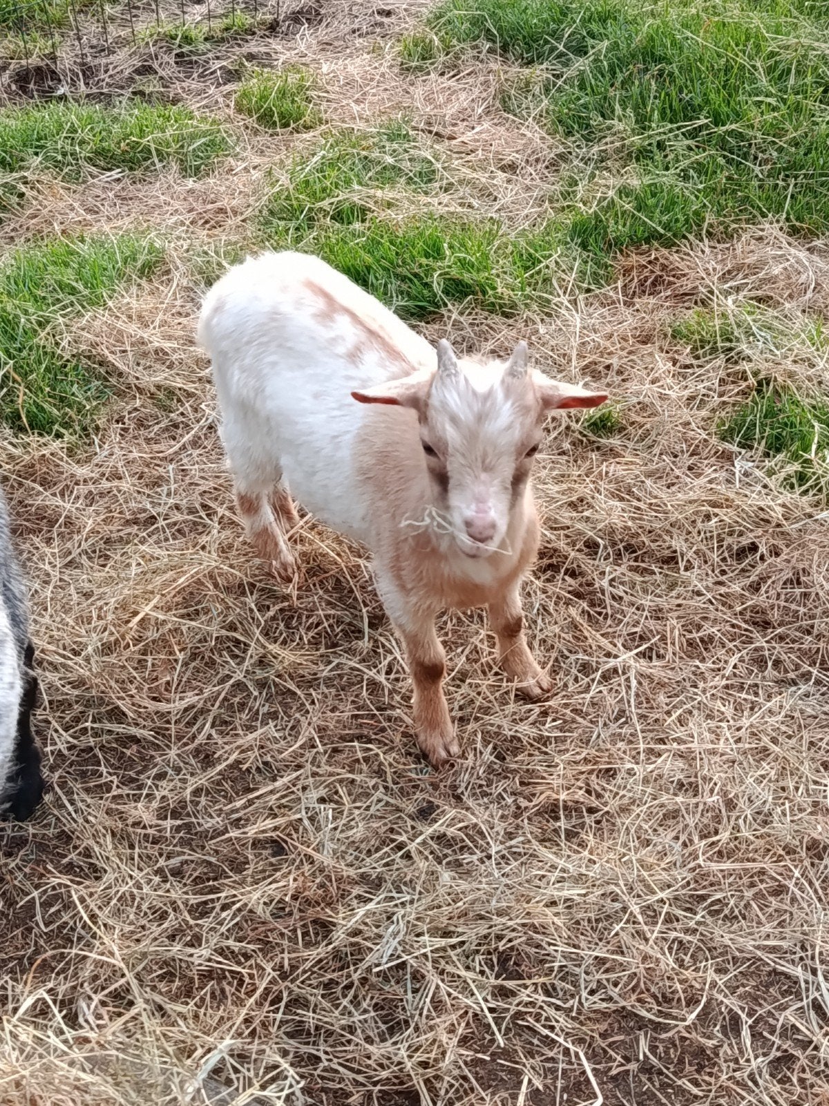 Gecastreerd dwerggeiten bokje, Dieren en Toebehoren, Schapen, Geiten en Varkens, Mannelijk, Geit, 0 tot 2 jaar