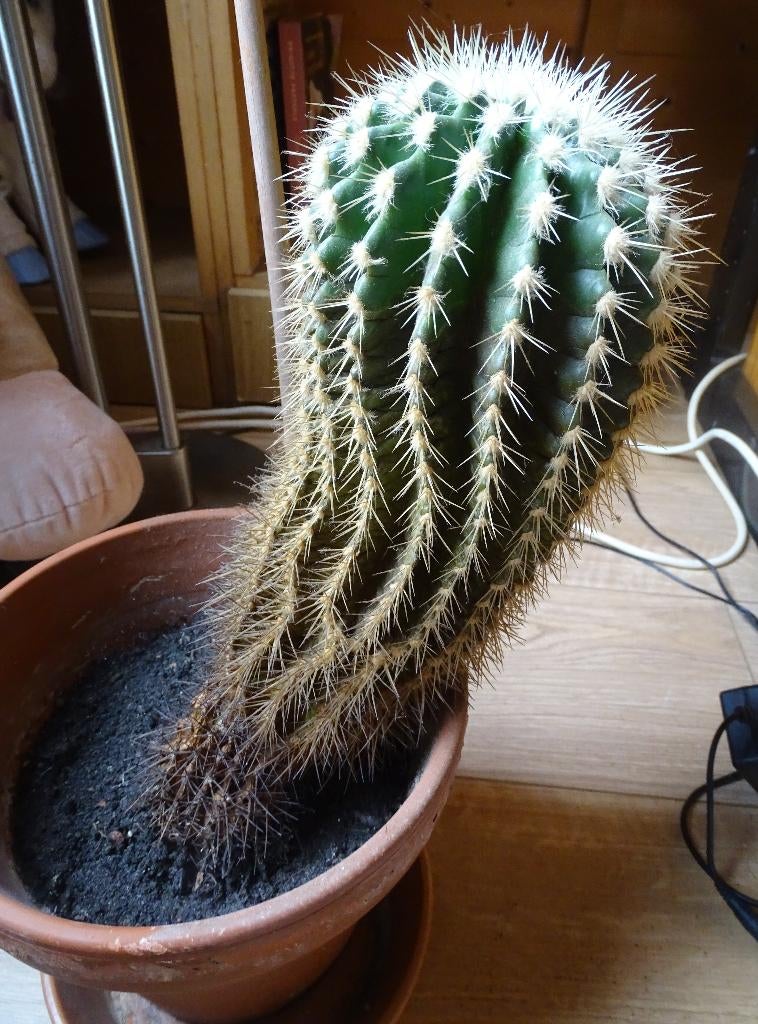 Bejaarde cactus / 'Schoonmoeders Kussen', Huis en Inrichting, Ophalen, Gebruikt