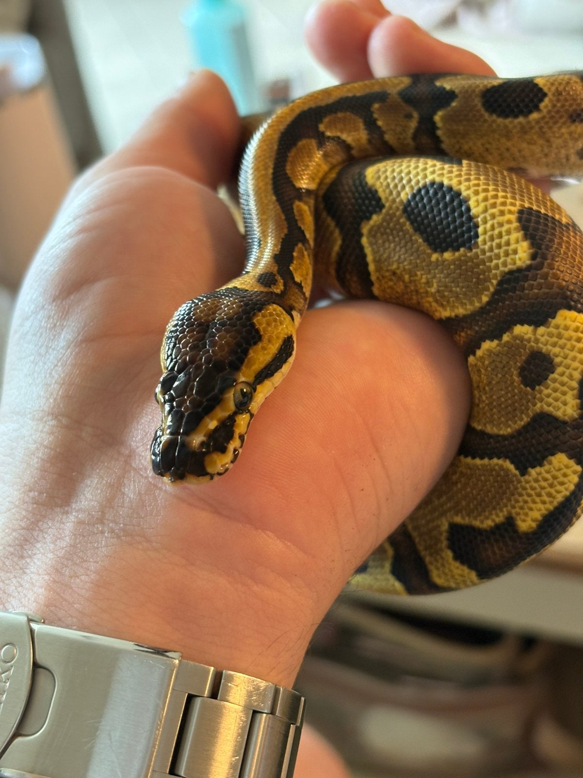 Koningspython 1.0 Pastel Enchi, Dieren en Toebehoren, Reptielen en Amfibieën, Slang, Tam, 0 tot 2 jaar