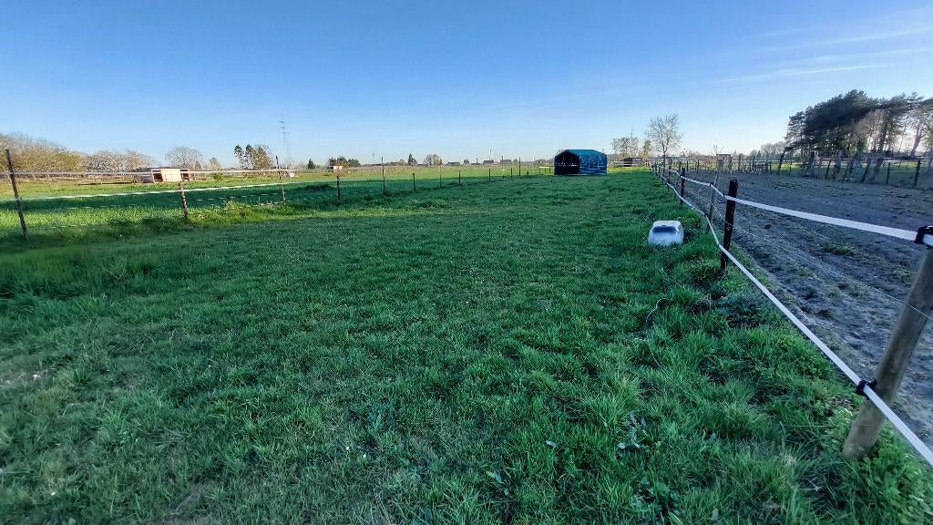 Weide te huur Gellik (Lanaken), Dieren en Toebehoren, Stalling en Weidegang, Weidegang