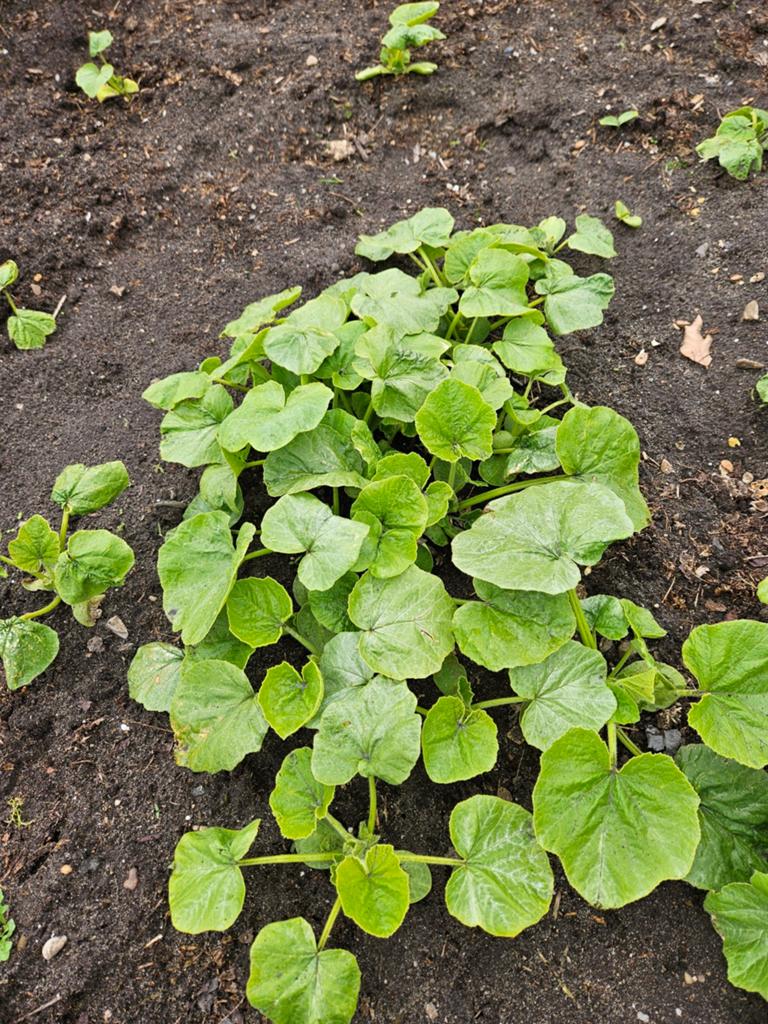 Pompoen plantjes (Hokkaido), Ophalen