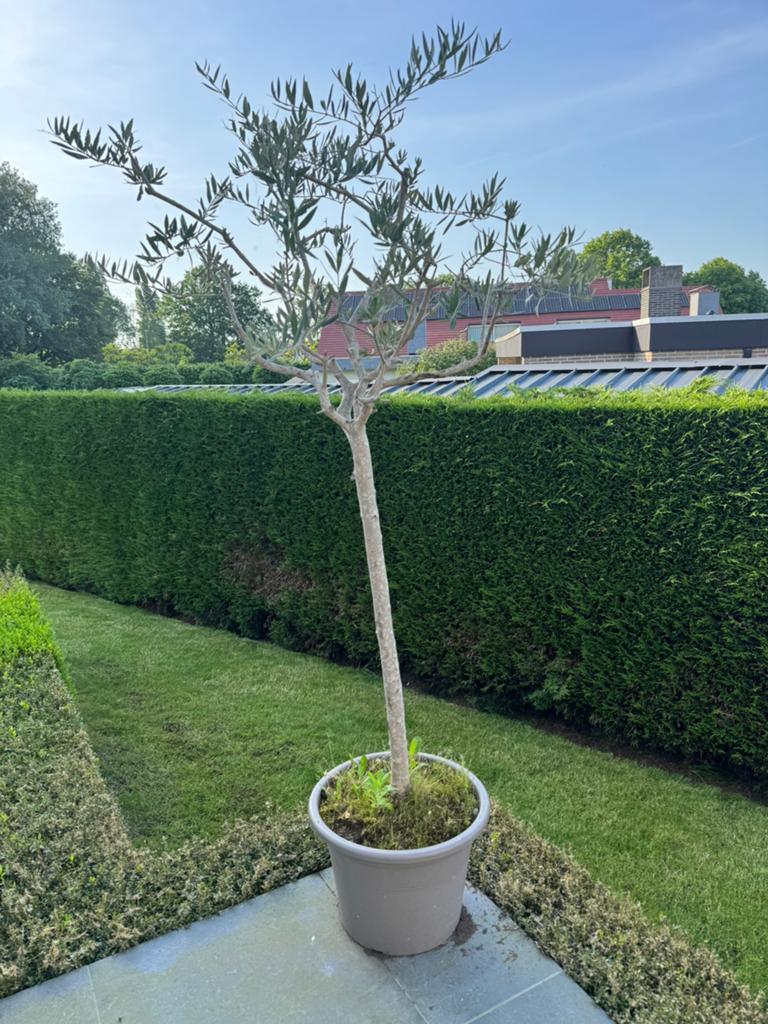2 olijfbomen te koop, Tuin en Terras, Ophalen