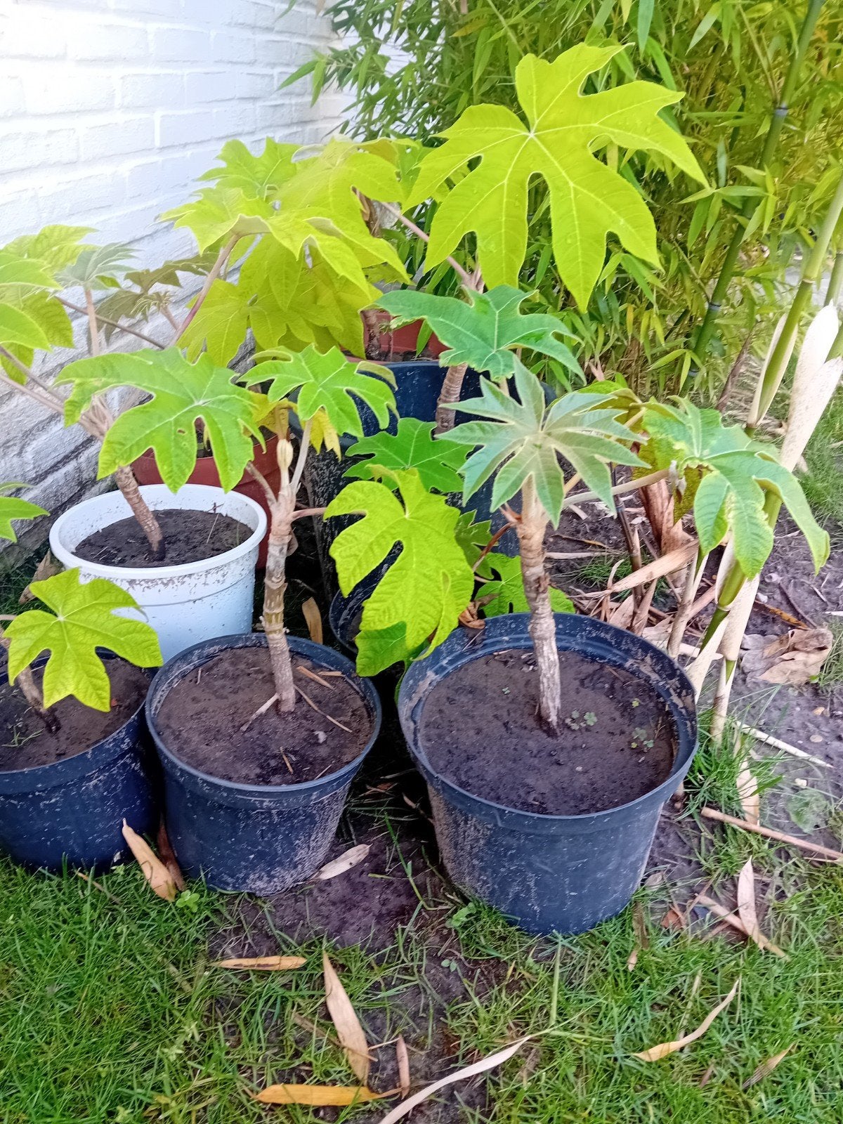 Tetrapanax / rijstpapierplant, Enlèvement