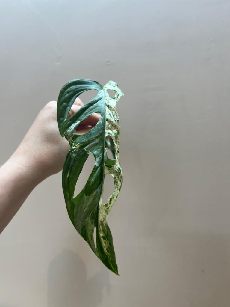 Monstera Adansonii Indonesian Marble Stek Ongeworteld, Verzenden