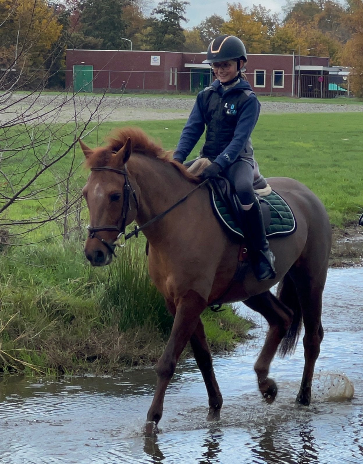 Sport/recreatiepony 1.48 m. 15 j, Animaux & Accessoires, B, Avec puce électronique, 11 ans ou plus, Poney de récréation