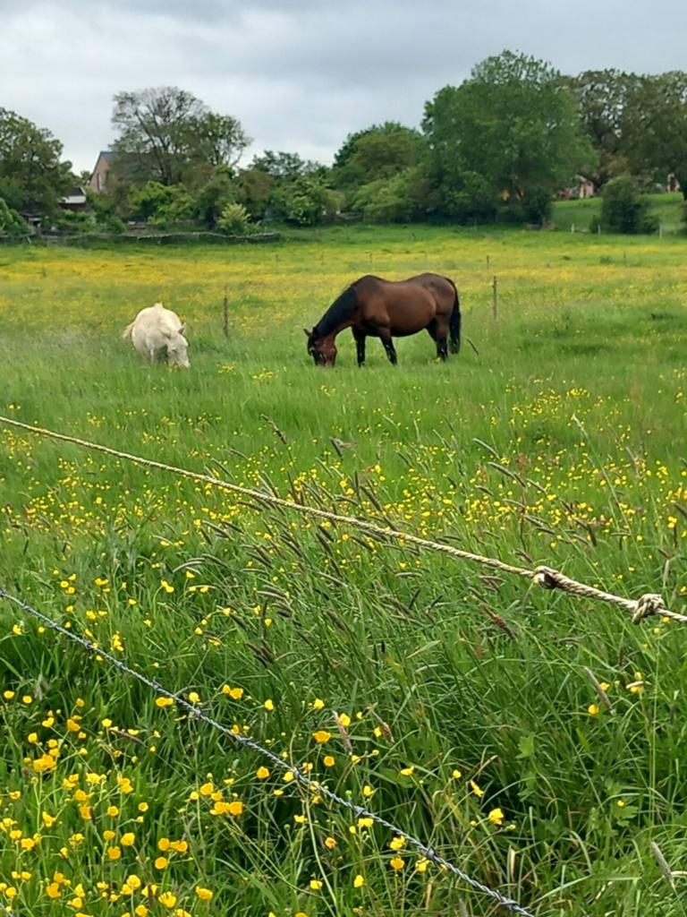 Prairie pour chevaux à louer