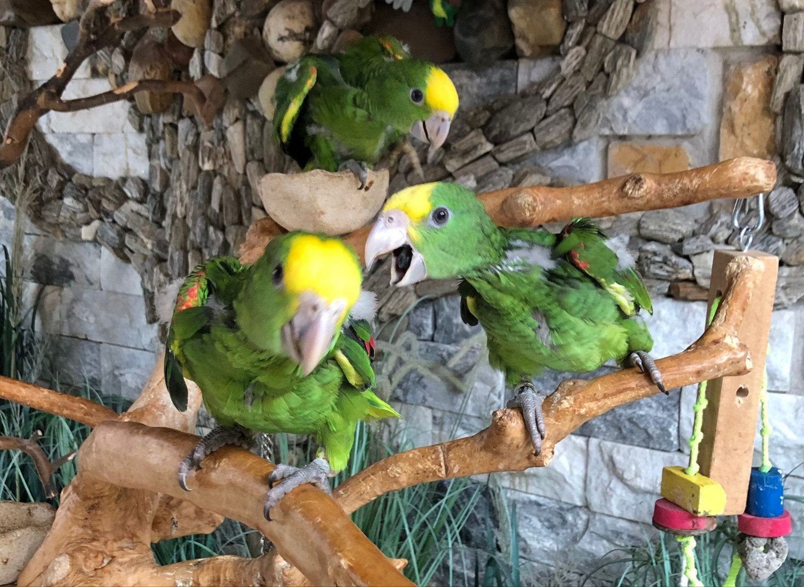 Jeune bébé apprivoisé Amazones à double tête jaune avec ADN, Animaux & Accessoires, Bagué
