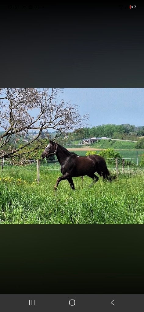Paard 23jaar, Minder dan 160 cm, Niet van toepassing, 11 jaar of ouder, Recreatiepaard