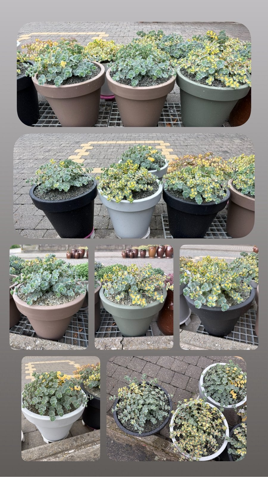 Bloempotten met sieboldii winterhard, Tuin en Terras, Planten | Tuinplanten, Ophalen, Zomer