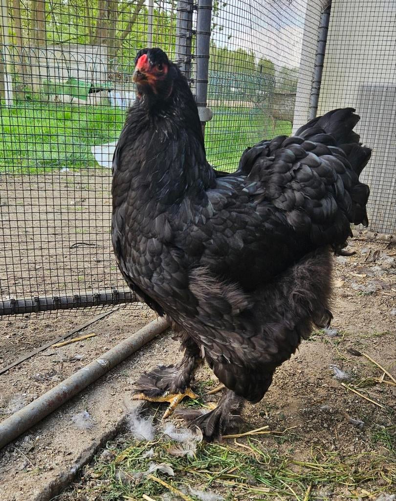 Koppel Brahma groothoenders, Dieren en Toebehoren, Pluimvee