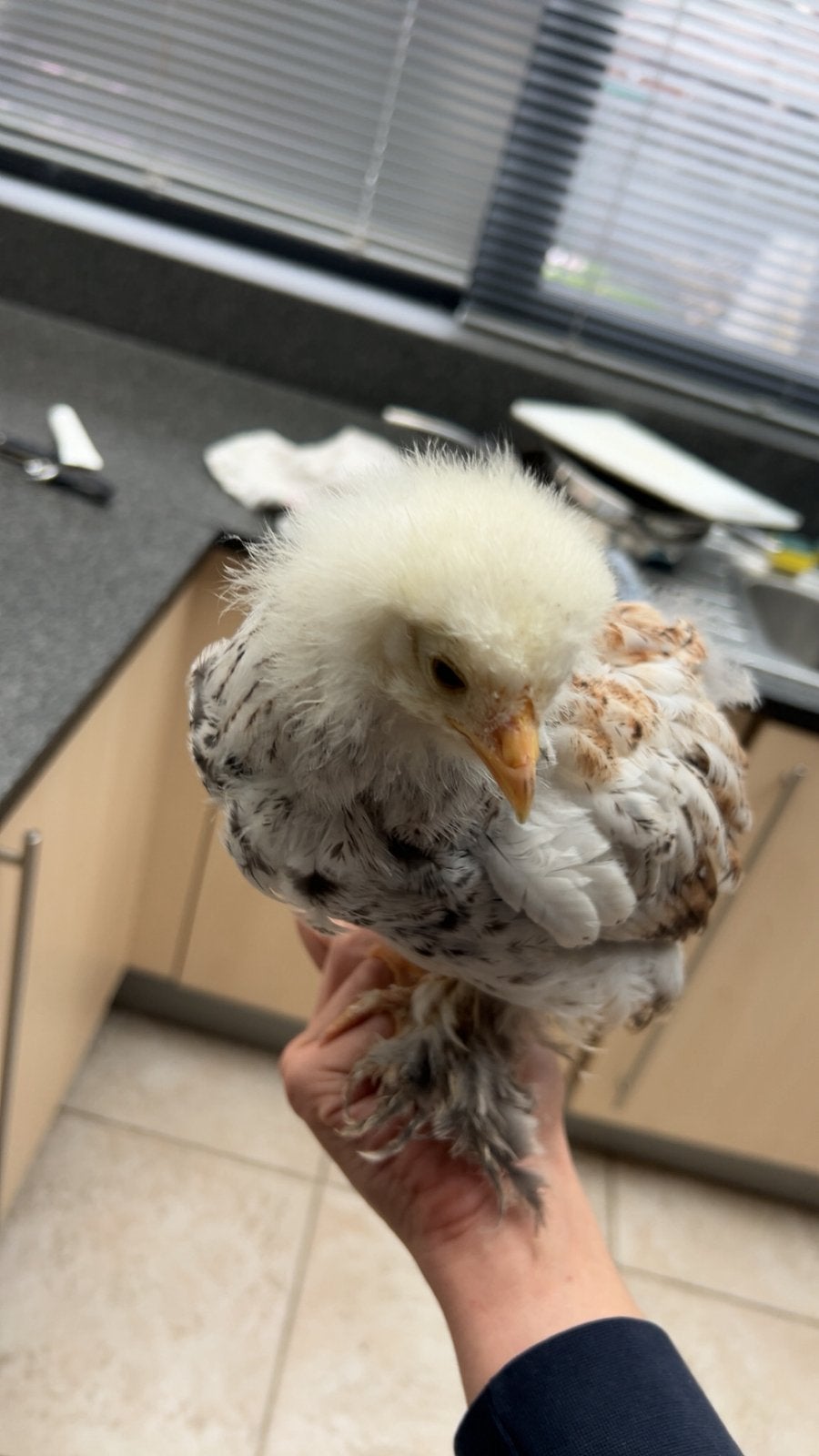 Brahma kuiken - Hen, Dieren en Toebehoren, Tam