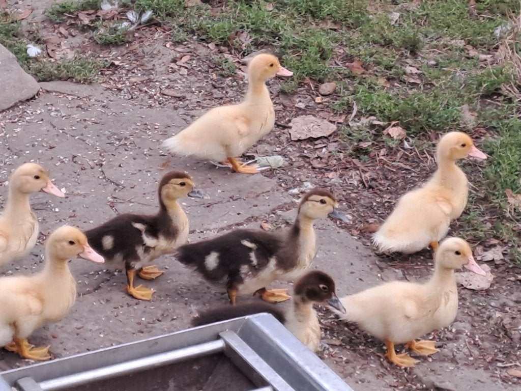 eenden, Dieren en Toebehoren, Geslacht onbekend, Eend