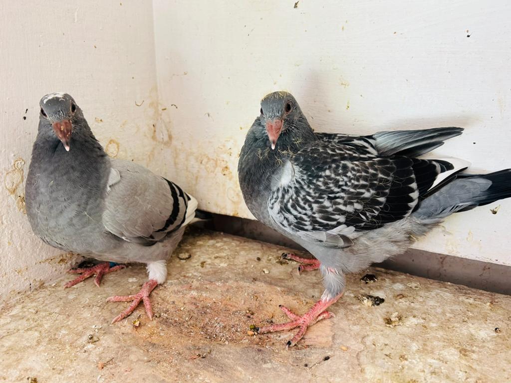 Enkele jonge vd kwekers, Dieren en Toebehoren, Meerdere dieren, Postduif