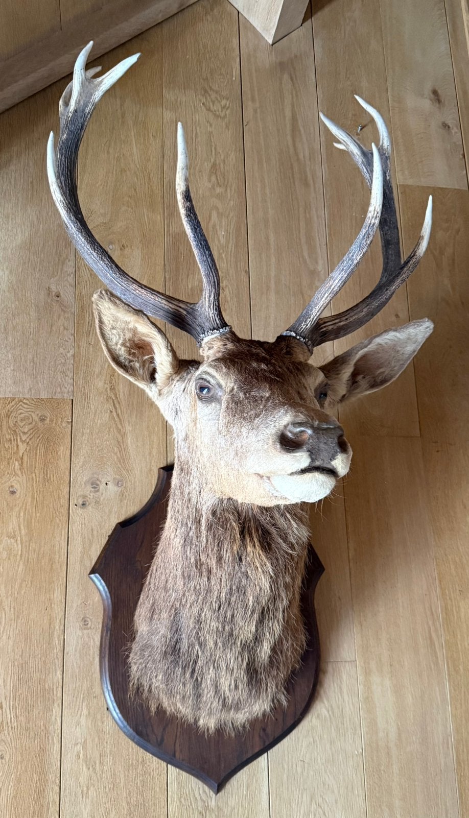 Grotere HERTEKOP met mooi vol gewei / taxidermie, Ophalen, Gebruikt, Hert, Gewei of Kop